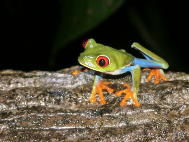 Zoveel dieren gezien in Costa Rica en deze kleine kikkertjes maakten toch het meeste indruk ...
