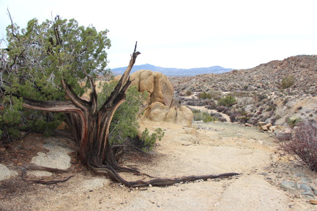 Joshua Tree NP, California