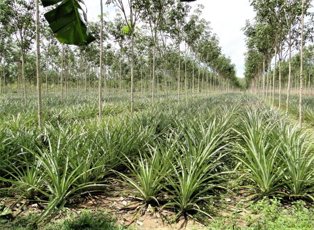 Ananas plantage.