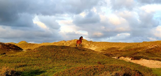 The hills are alive....in Bergen aan Zee