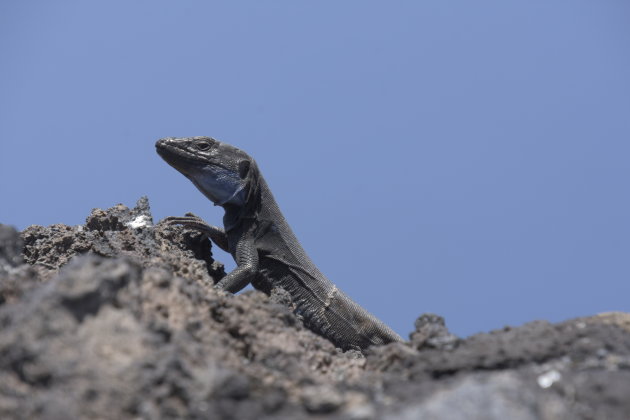 Ontmoet een bewoner van de Volcán de San Antonio