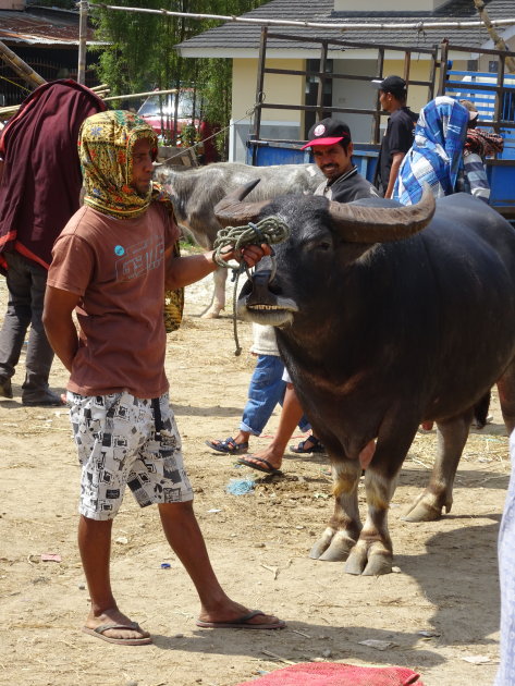 Pasar Hewan