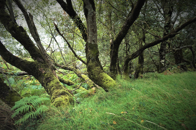 bemoste bomen