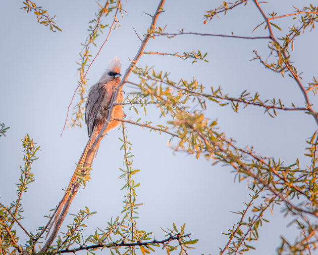 De Bruine Muisvogel