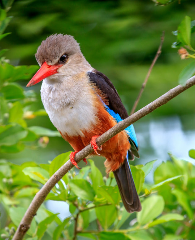 Grijskop ijsvogel