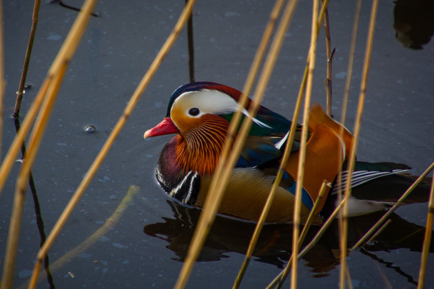 Verscholen in het riet.