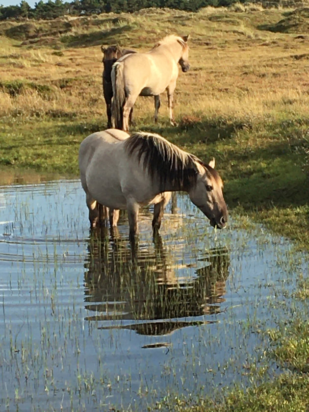 Paarden in de duinen.