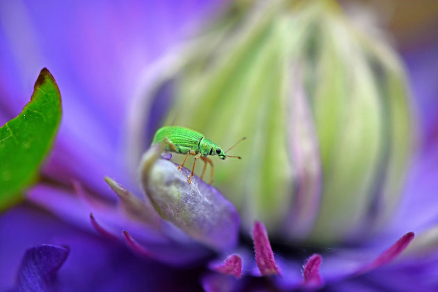 Groene snuitkever op een paarse clematis