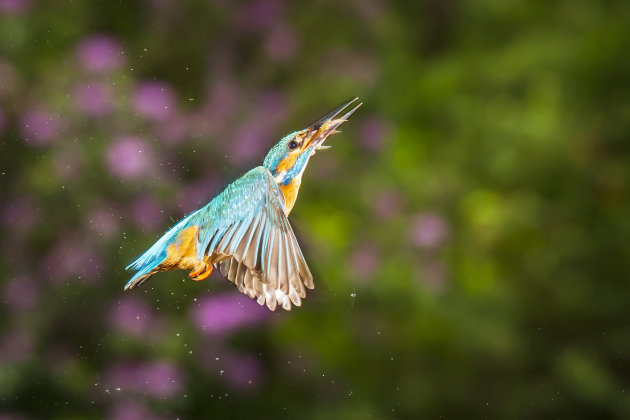 IJsvogel in de vlucht