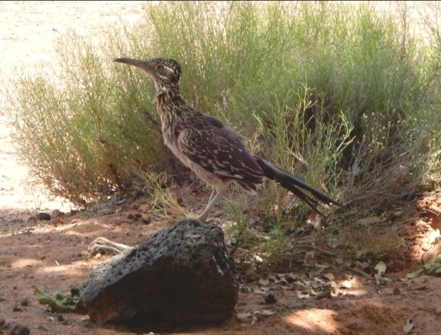 Roadrunner