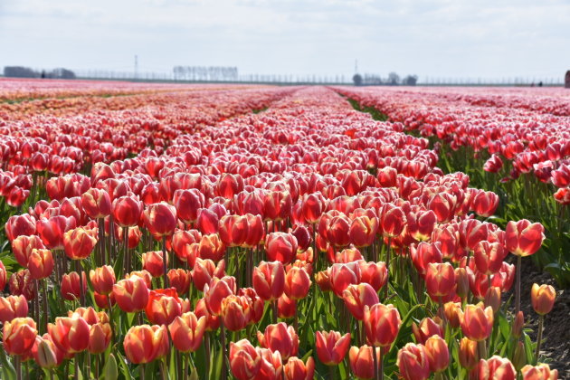 Tulpen route Noordoostpolder