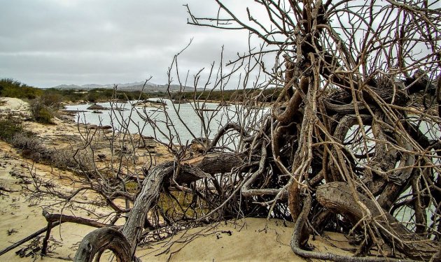 Zand, water en dorre takken