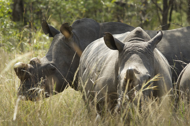 Zimbabwe Matobo National Park