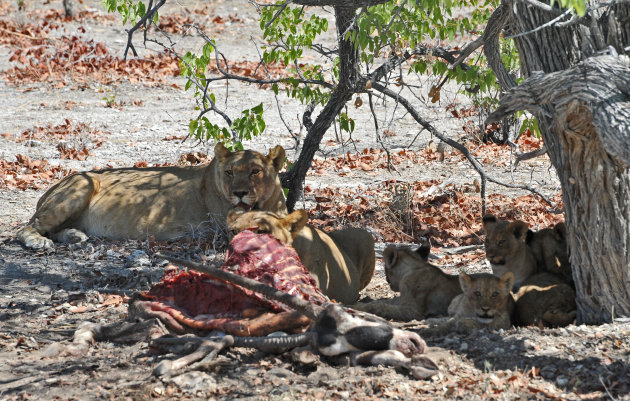 Leeuwen familie na de maaltijd Central Kalahari Gamereserve Botswana