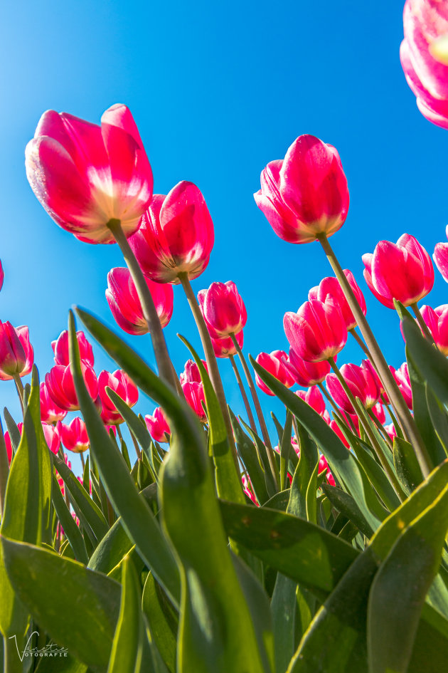 Gewoon een paar tulpen