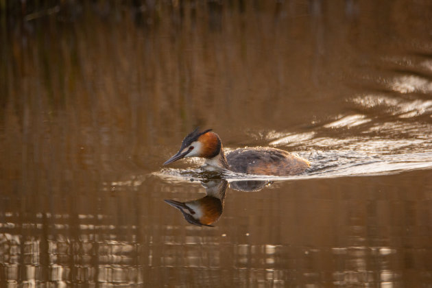 Een fuut met haast.