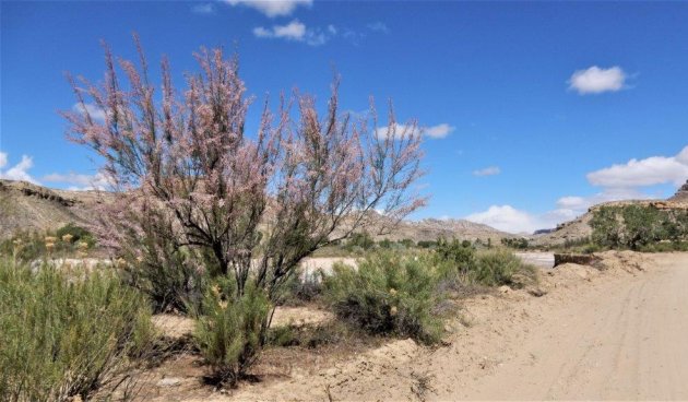 Tamarix, Cottonwood Canyon Road