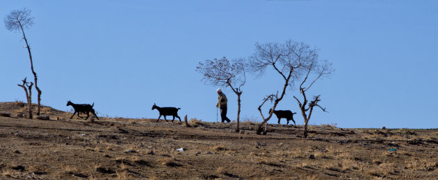 Geitenherder