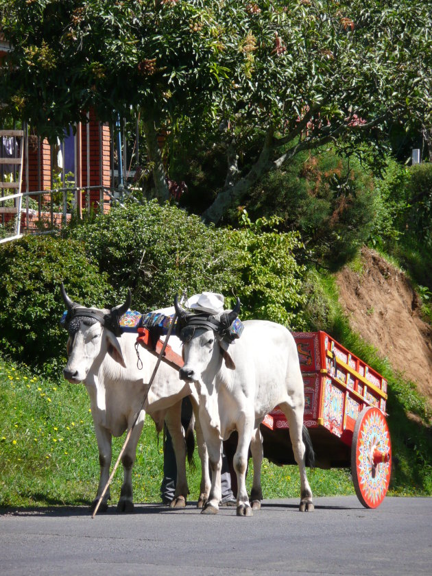 Koffieplantage