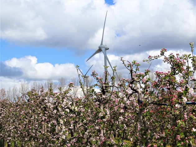 Appelbloesem en windmolens.