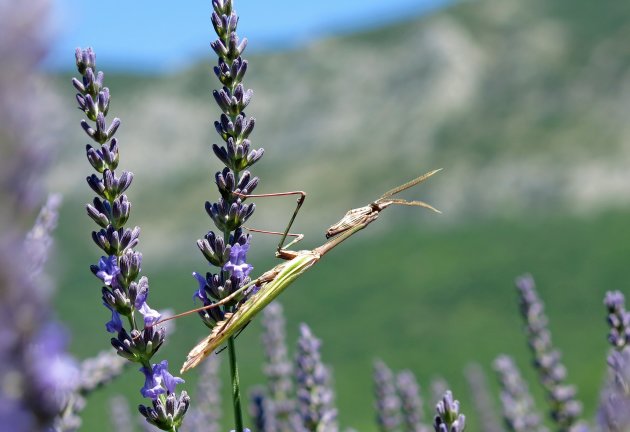 Sprinkhaan op lavendel