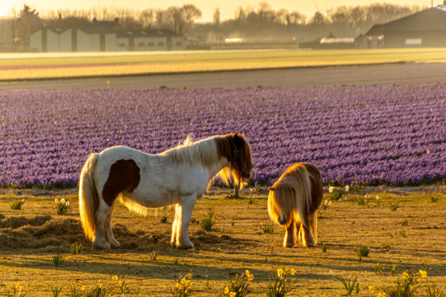 Pony's bij zonsopkomst