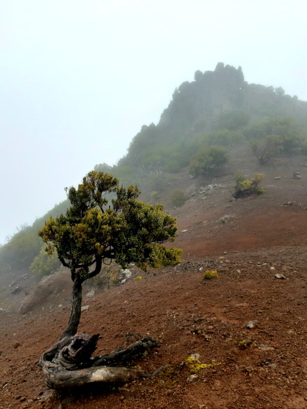 Pico in de mist