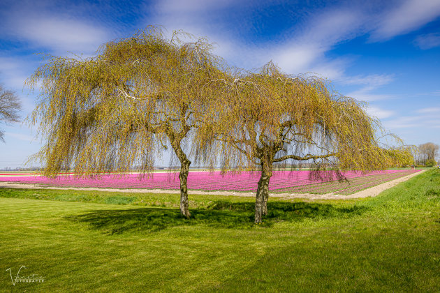 Bomen en Tulpen