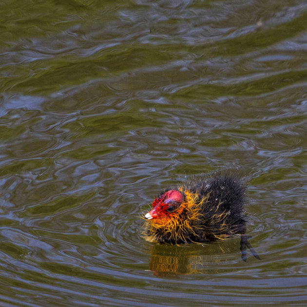 Meerkoet kuiken