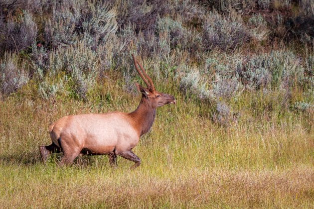 Elk in galop