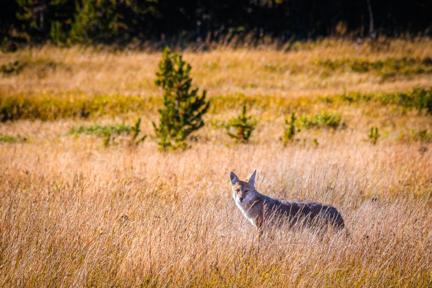 Coyote in Golden Hour