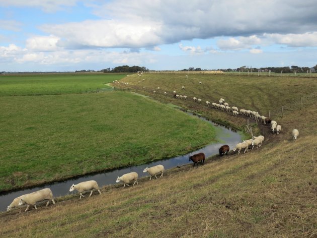 Als er één schaap over de dam is.....