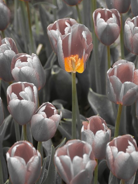 Tulp lampion