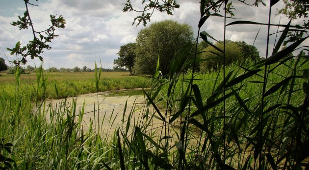 Kruipen tussen het riet