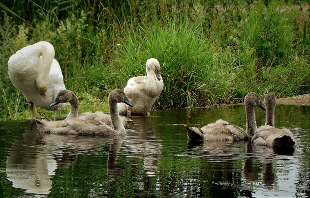 Poetsen en wassen