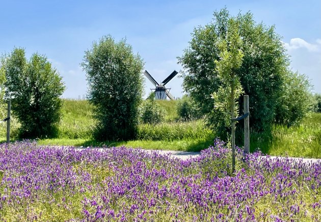 De molen van St Joosland.