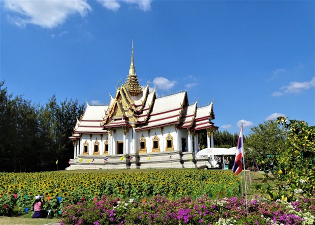 Zonnebloemen voor de Tempel.