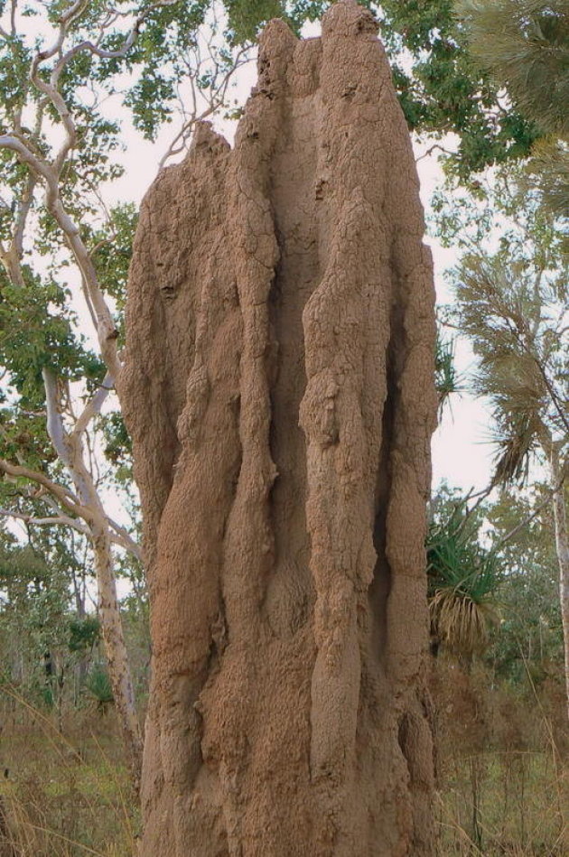 termietenheuvel