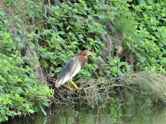 Mooie watervogel in de delta.