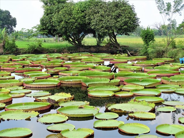 Enorme bladeren van de Victoria Amazonica.