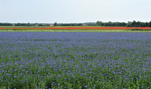 Bloemenvelden op Walcheren.