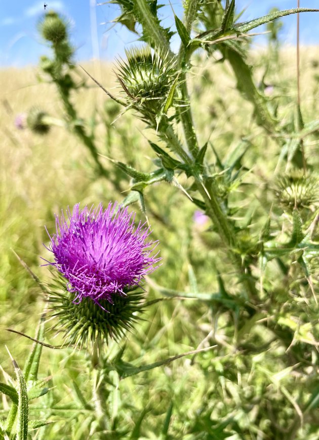 Distel op de Ritthemse dijk.