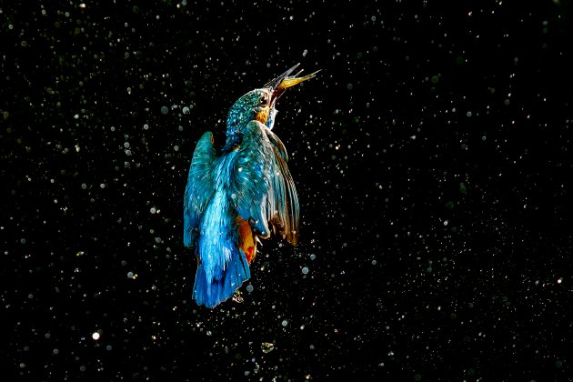 IJsvogel in de vlucht