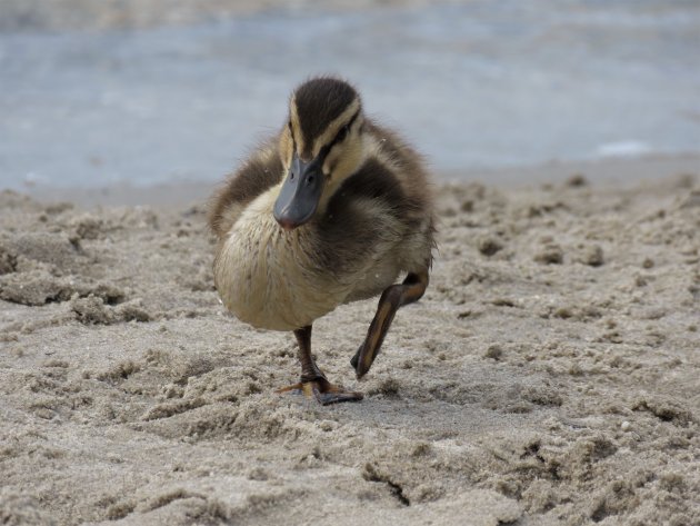 Strandwandeling