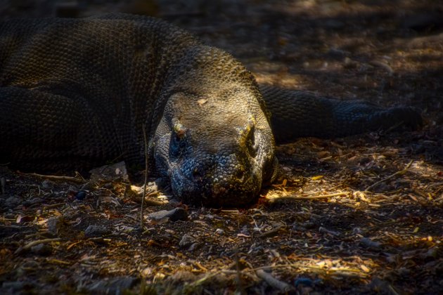 Komodovaraan