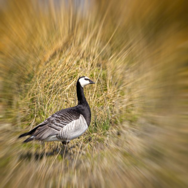 Wilde gans in Zeeland