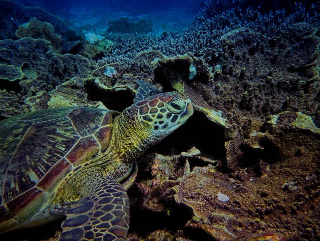 Zeeschildpad in de herhaling