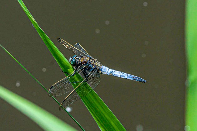 Blauwe platbuik libelle