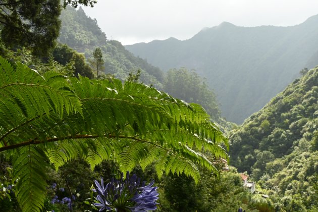 Madeira is groen!