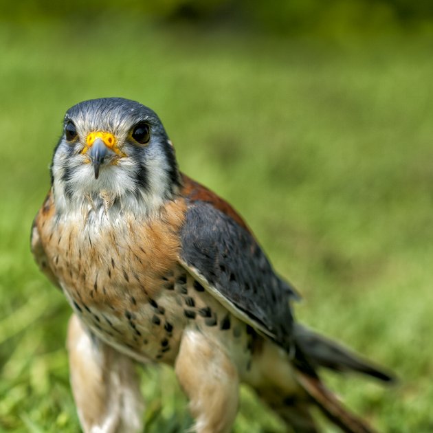 Torenvalkje poseert